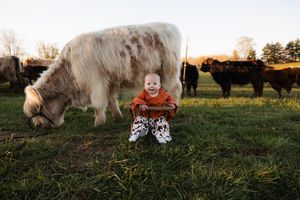 cow/mini