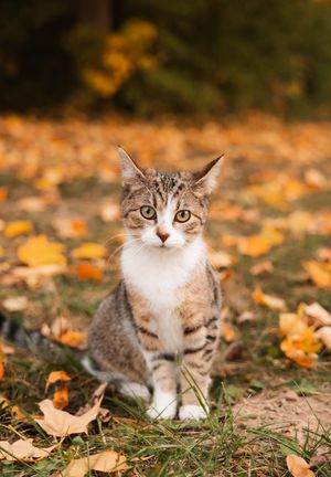 pet