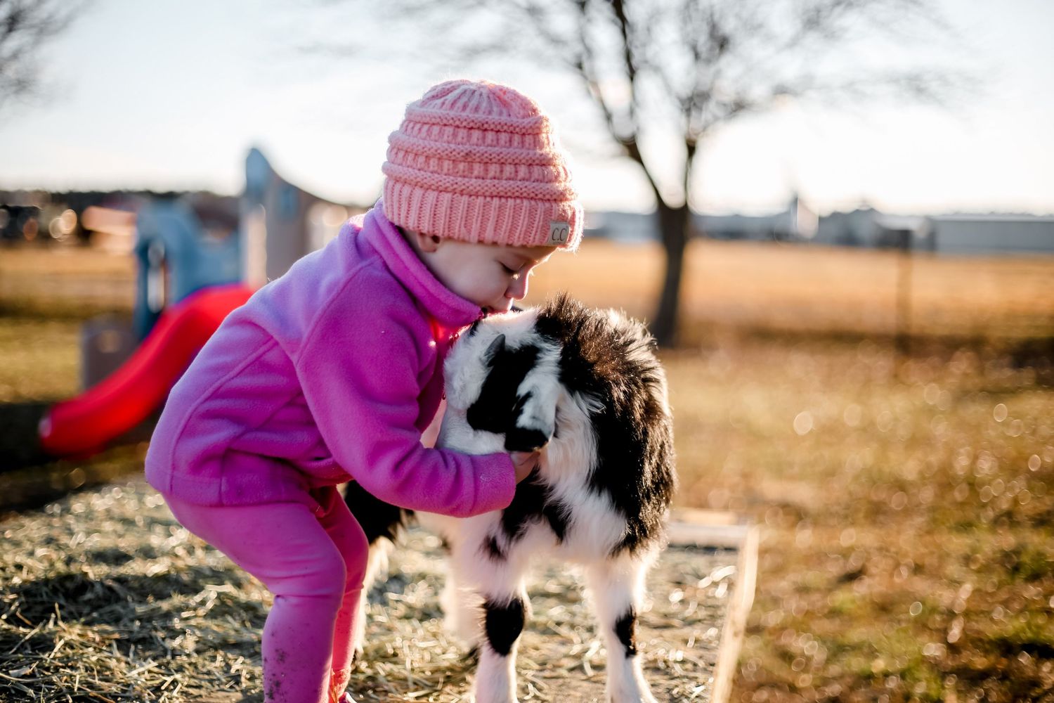 A child in pink winter clothing bends down to pet a black and white baby goat in a sunny outdoor setting.