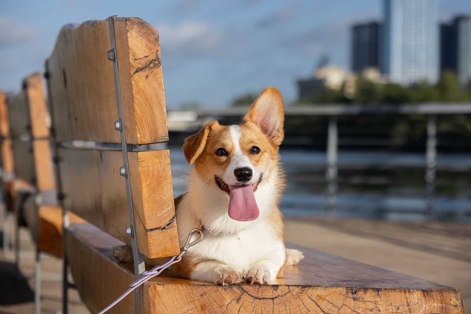 A happy corgi puppy sits on a wooden bench at Lady Bird Lake in Austin.