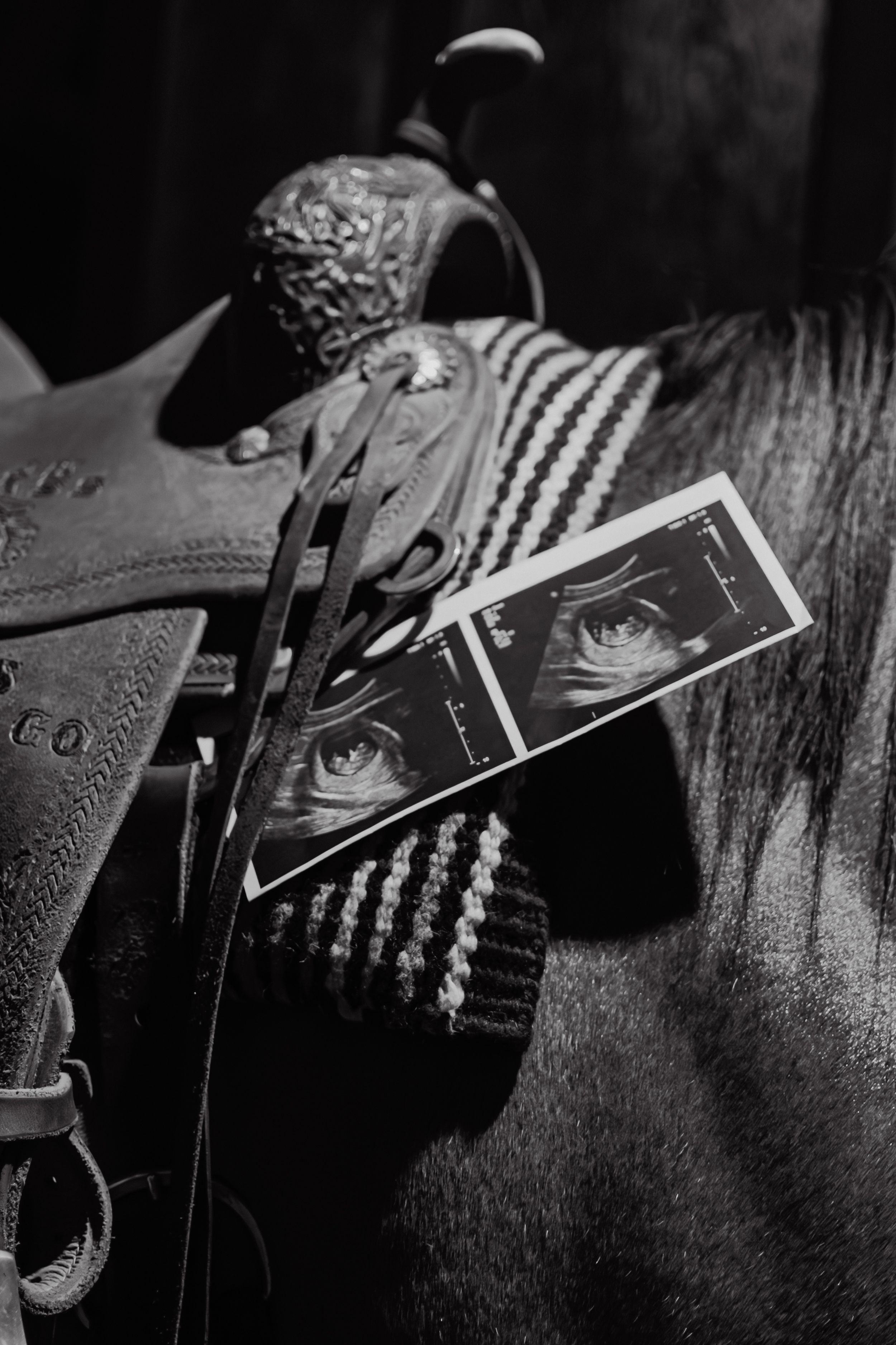 Ultrasound photos rest on a leather western saddle in dramatic black and white lighting.