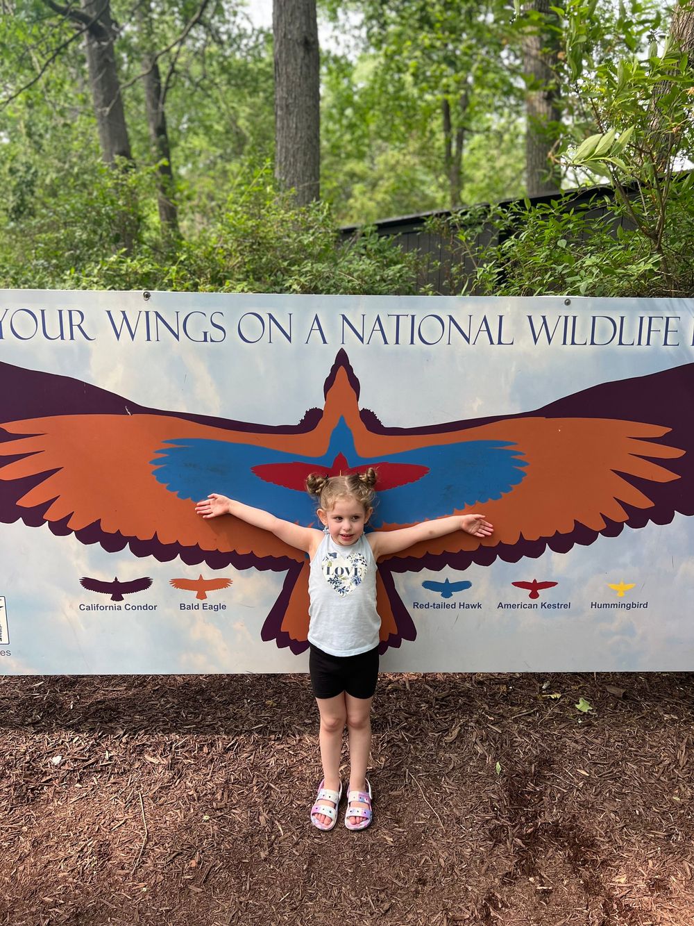 Educational mural showing different types of bird wings with wingspan measurements.