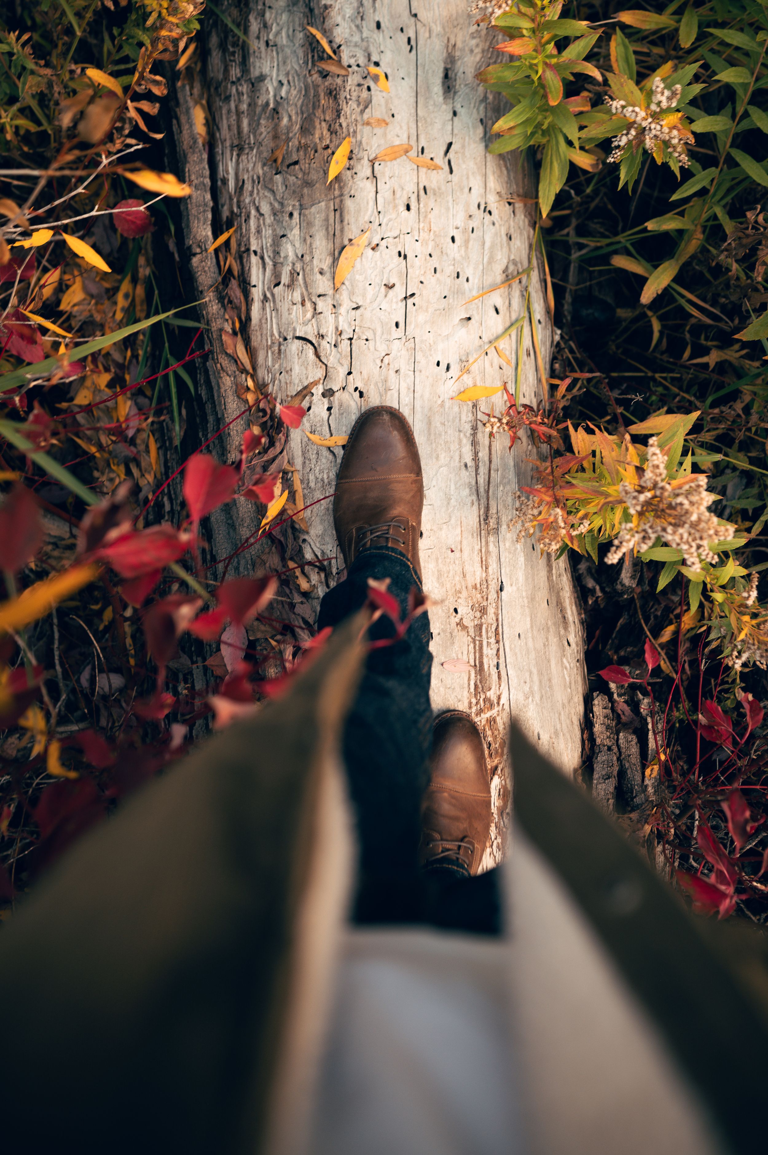 First-person view of brown leather boots standing on weathered log surrounded by colorful autumn leaves.