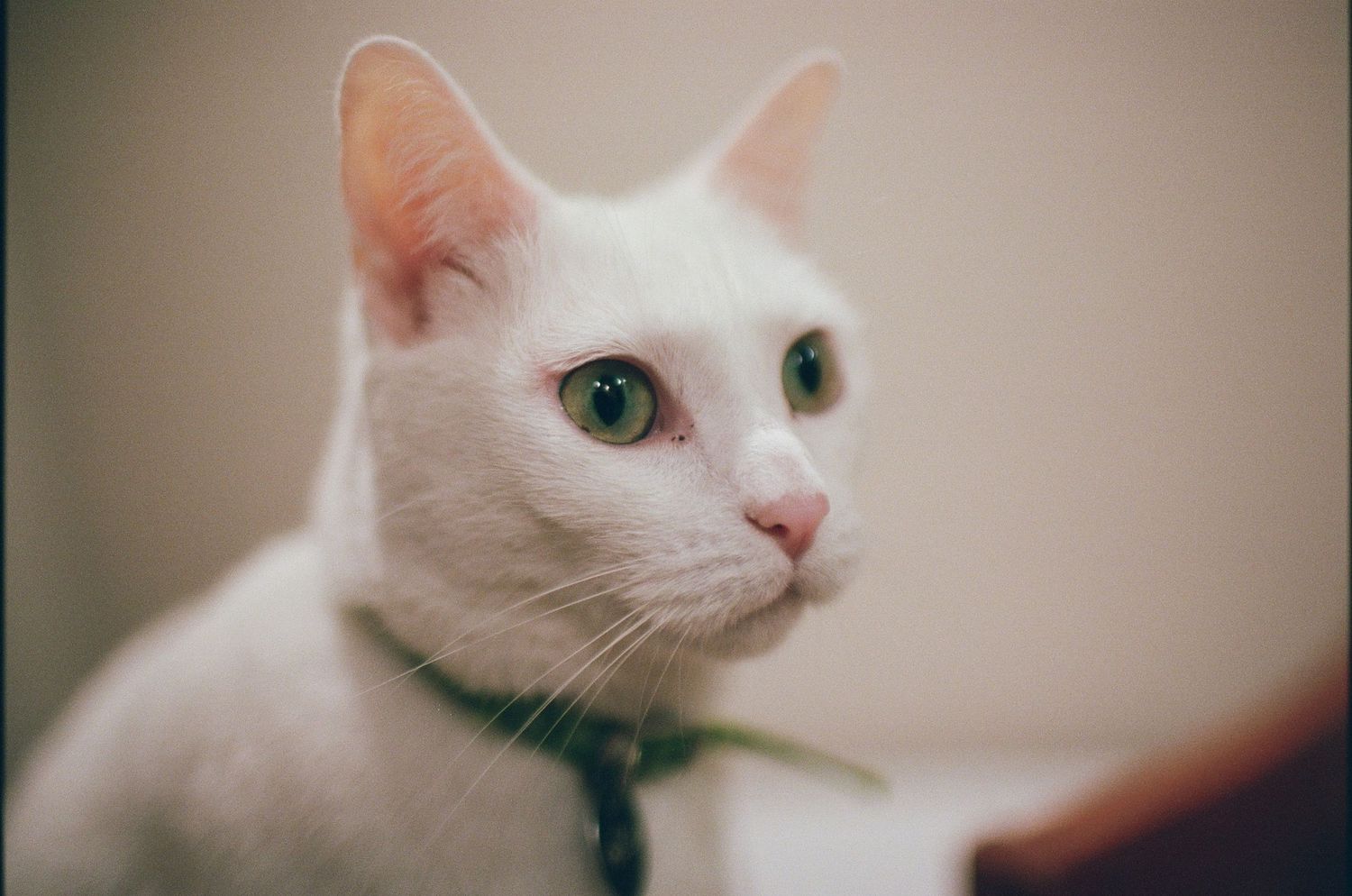 A white cat with striking green eyes and a dark collar gazes intently to the side in a close-up portrait.