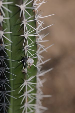 Diamond engagement ring nestled among sharp white spines of a tall green saguaro cactus, desert background.