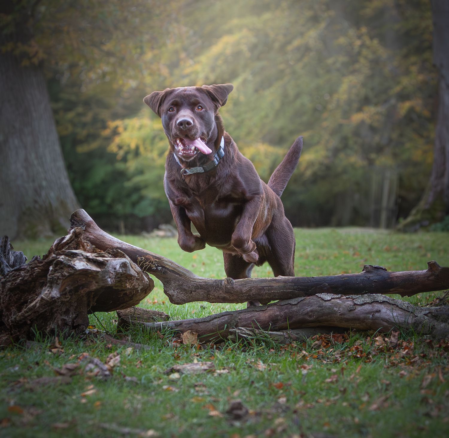 Natural dog photography outdoors in County Durham