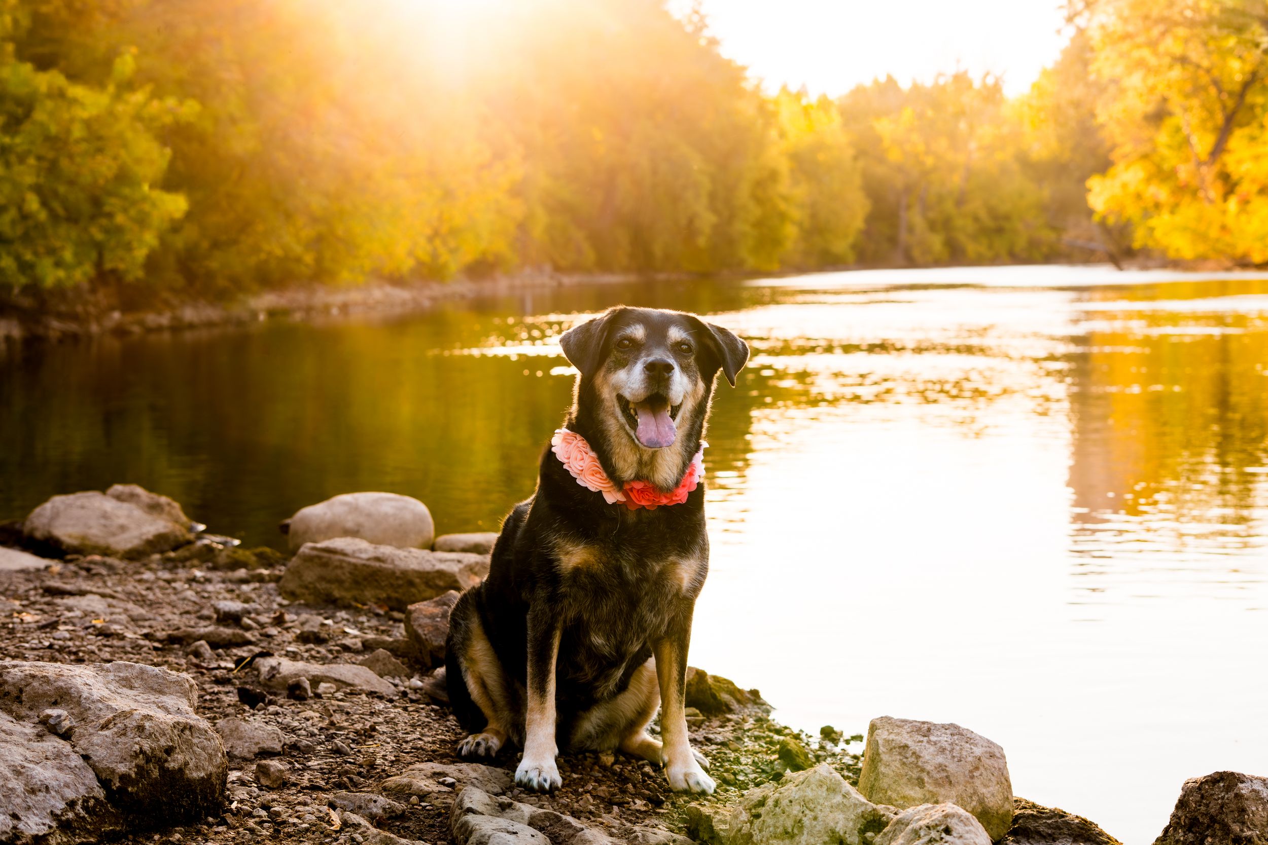 Beagle dog sits by a serene lake at golden hour with sunlight reflecting on the calm water.