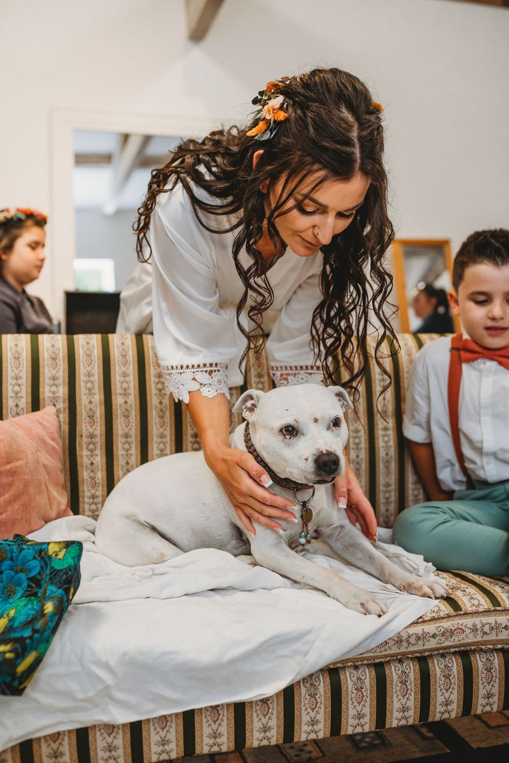 White pit bull dog wearing a collar sits on striped couch during wedding preparations.