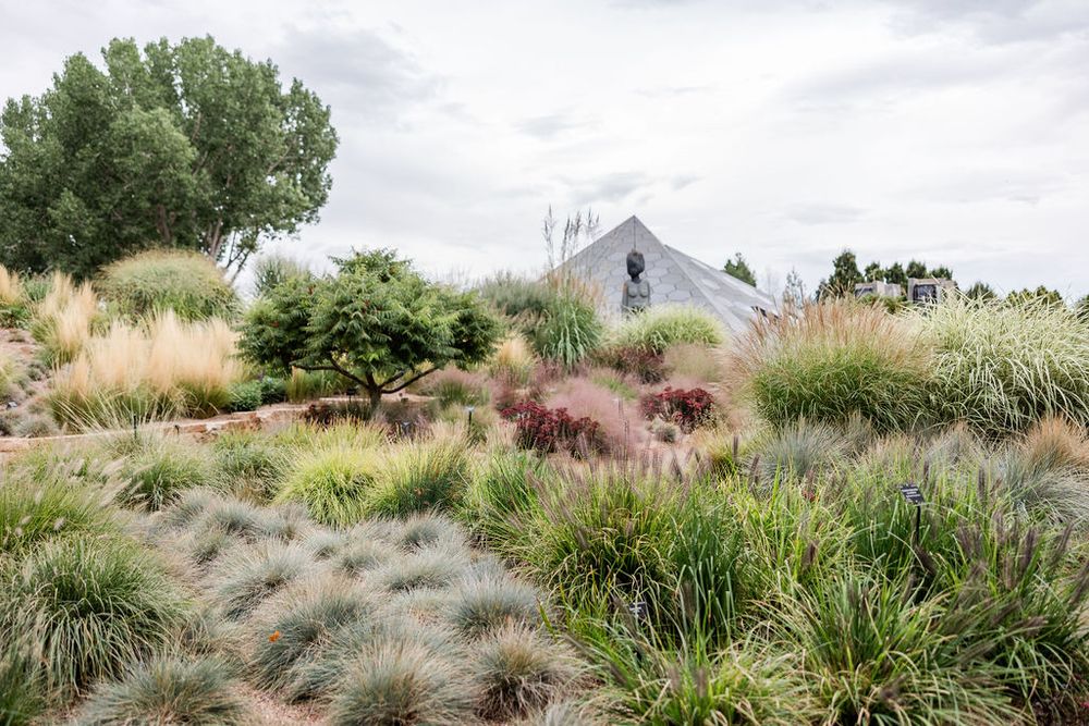 Ornamental grasses and native plants create a natural landscape design in a modern garden setting.
