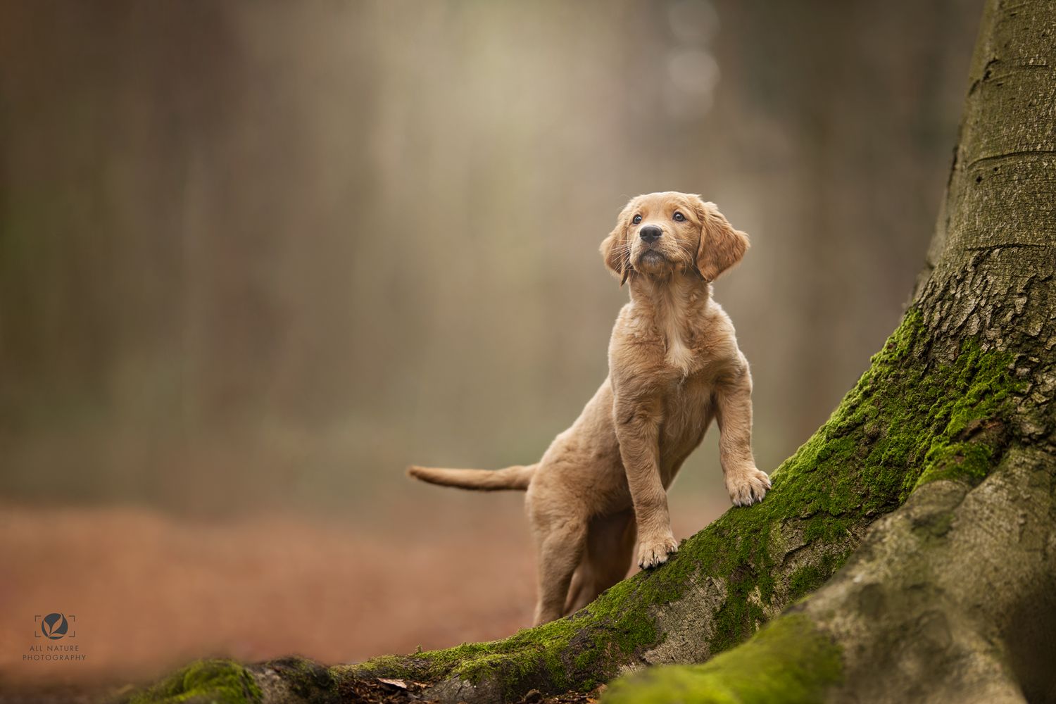 Golden retriever puppy stands upright against a mossy tree trunk in a dreamy forest setting.