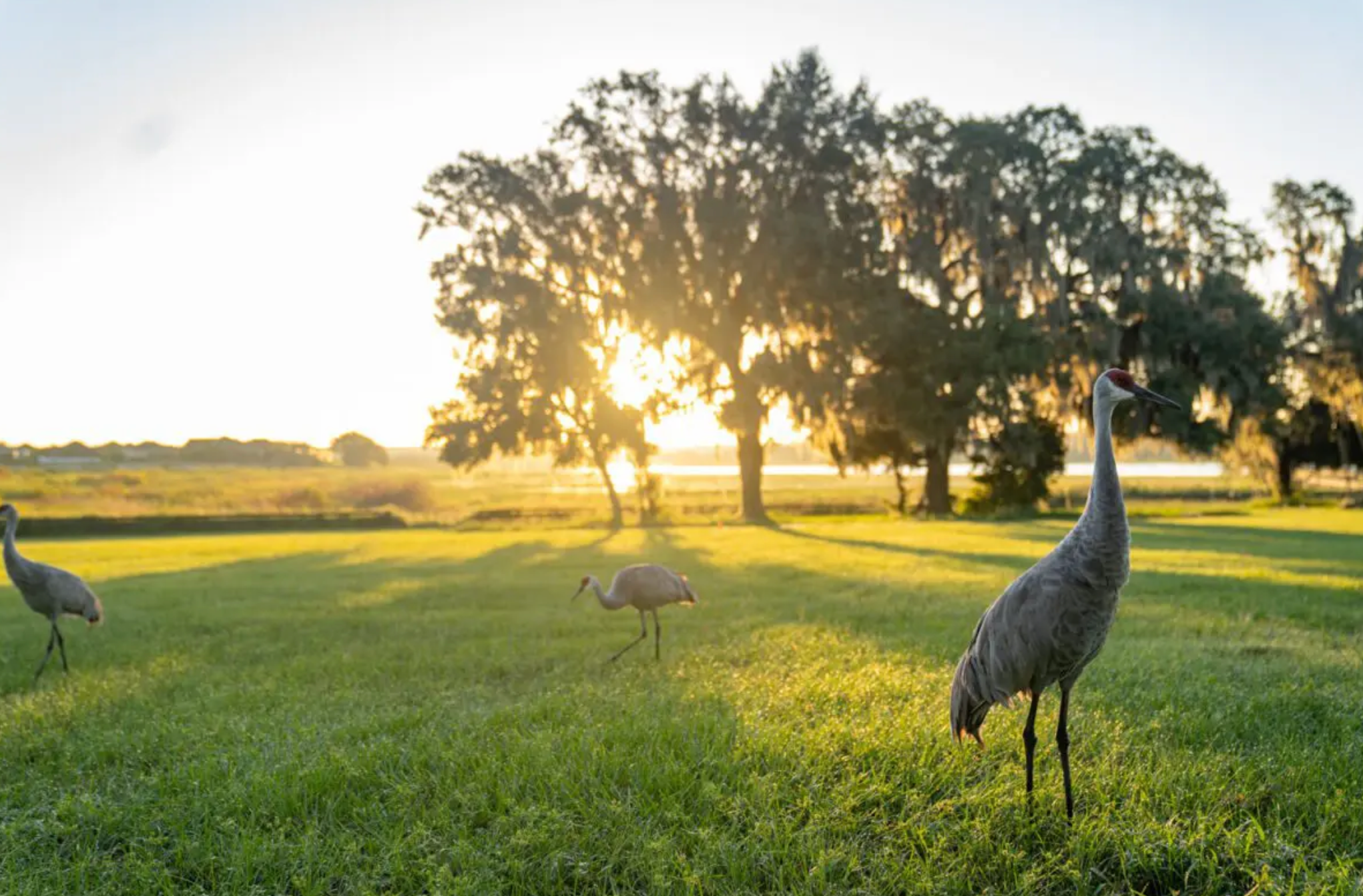 A sandhill crane stands in a golden field at sunset with silhouetted trees in the background.