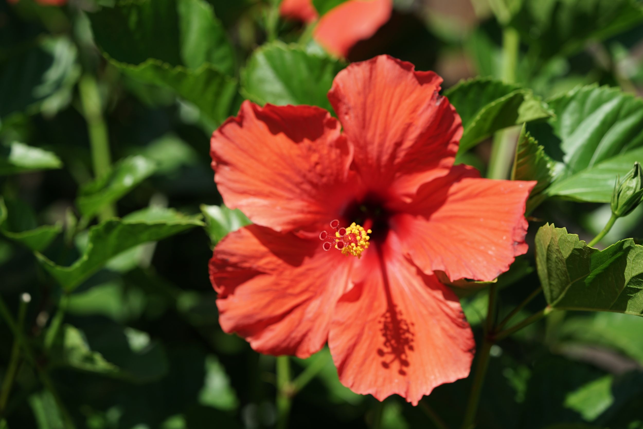 Vibrant coral-colored hibiscus flowers bloom among lush green foliage in a tropical garden setting.