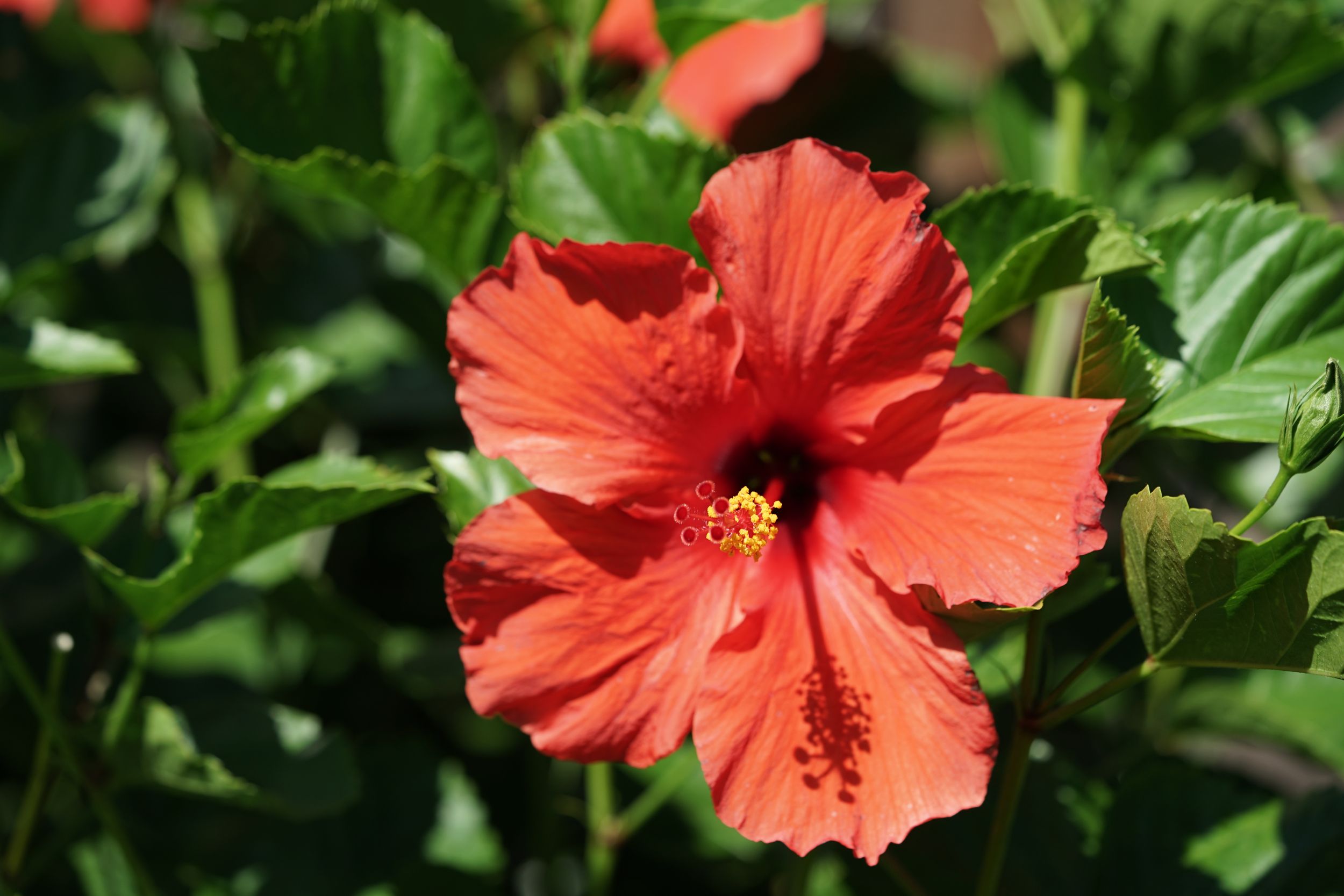A vibrant red hibiscus flower in full bloom showcases its delicate petals against lush green foliage.