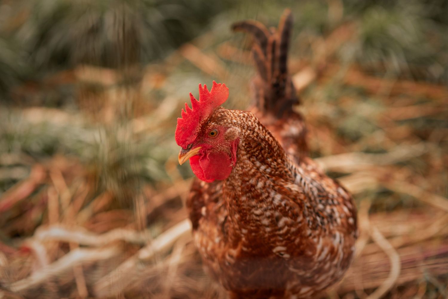 A brown speckled chicken with a bright red comb forages in dry fallen leaves on natural ground.