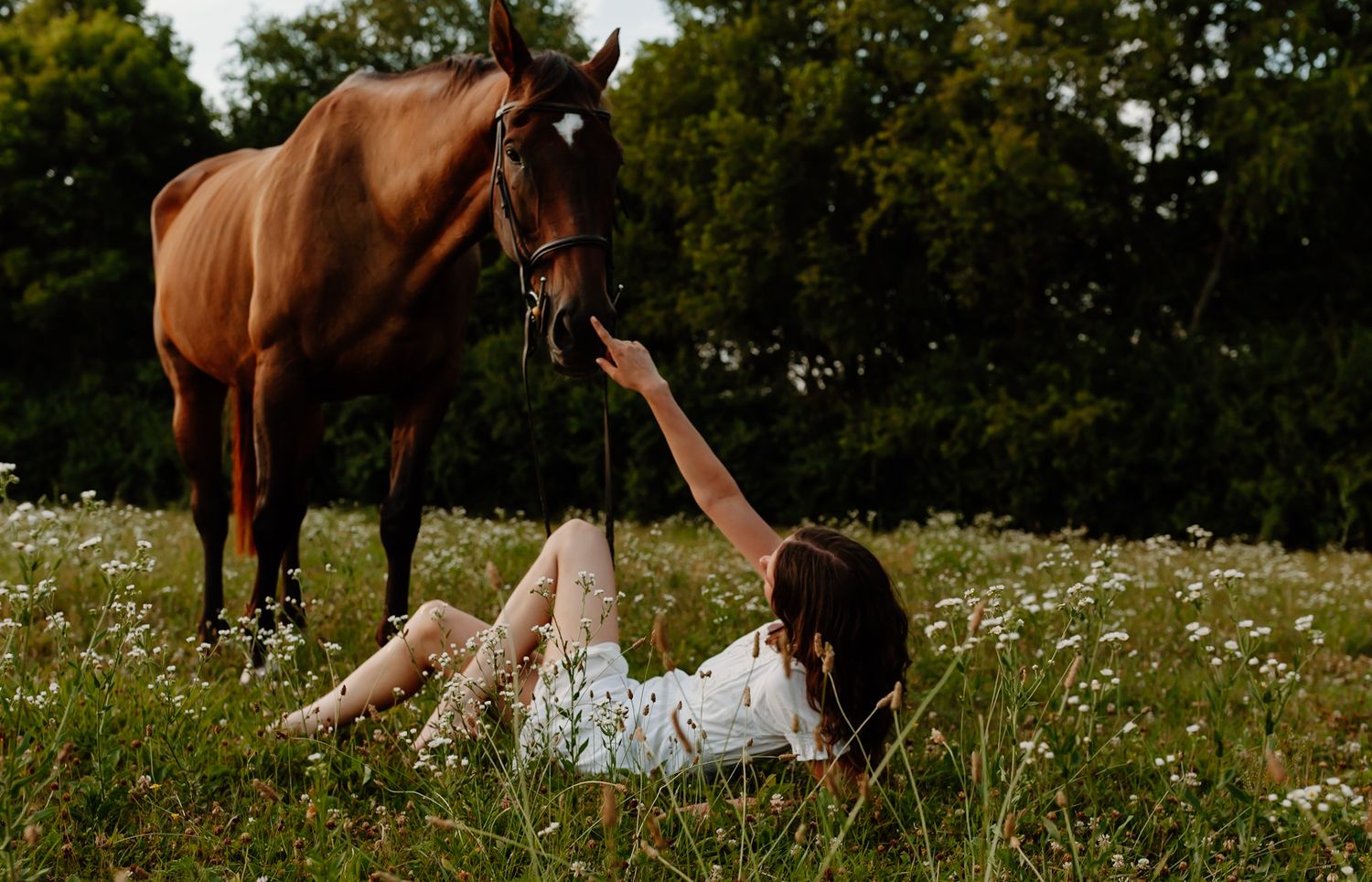 Horse grazing in wildflower meadow during golden hour photoshoot.