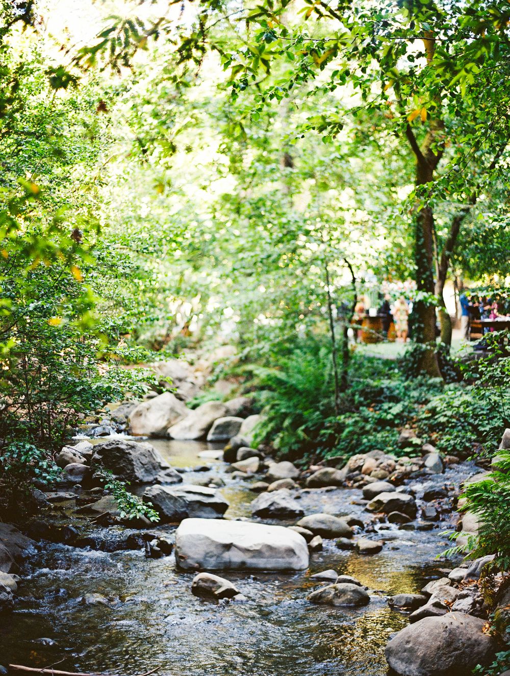 Rocky creek flowing through a lush green forest with dappled sunlight filtering through the trees.