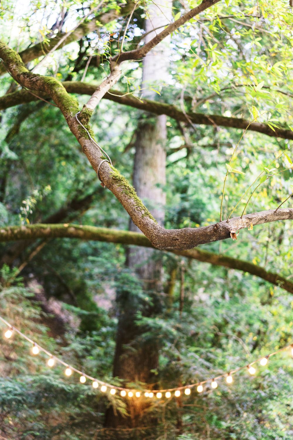 String lights hanging from tree branches in a lush forest setting.