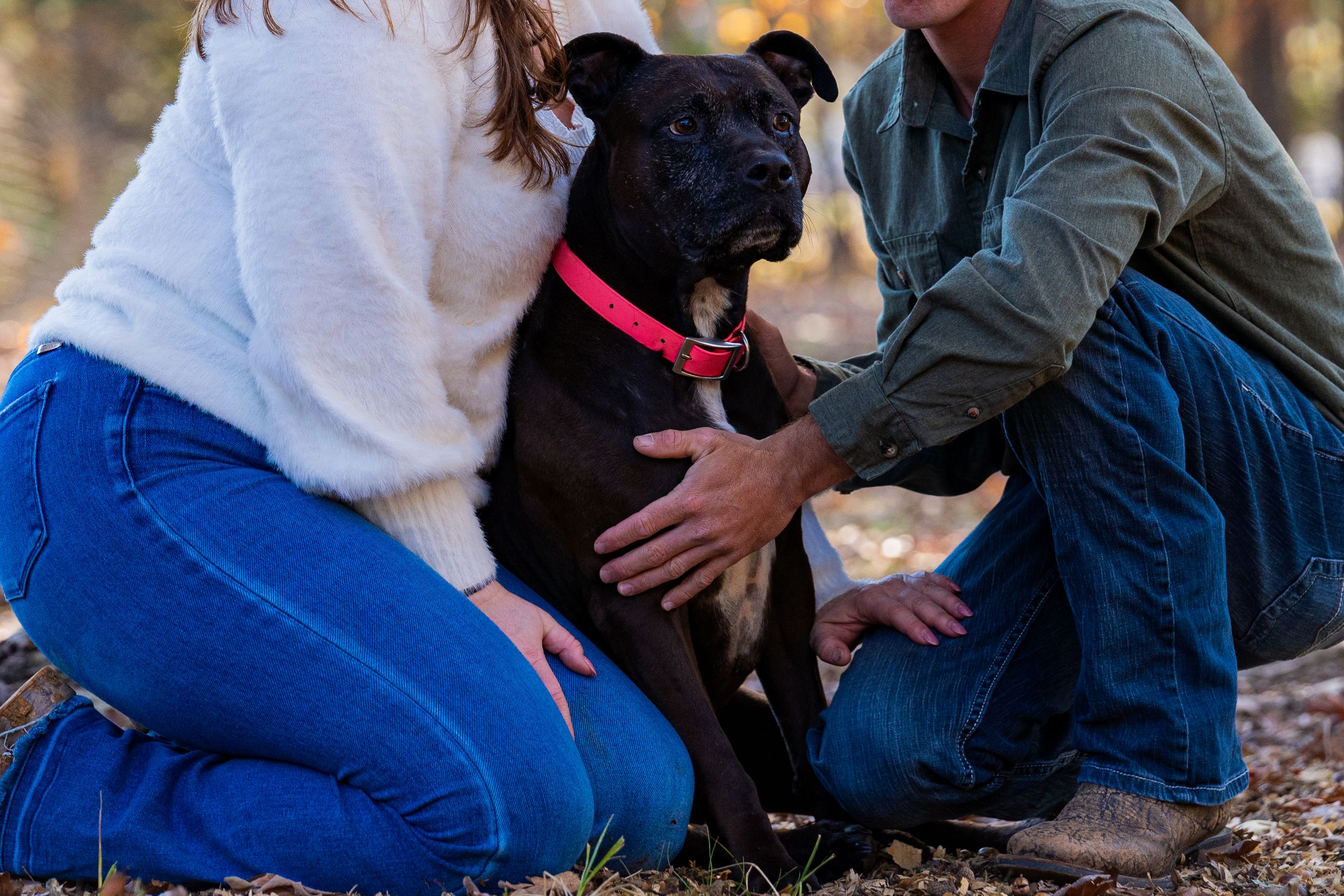 A black dog with a pink collar plays with people sitting on the ground in an autumn forest setting.