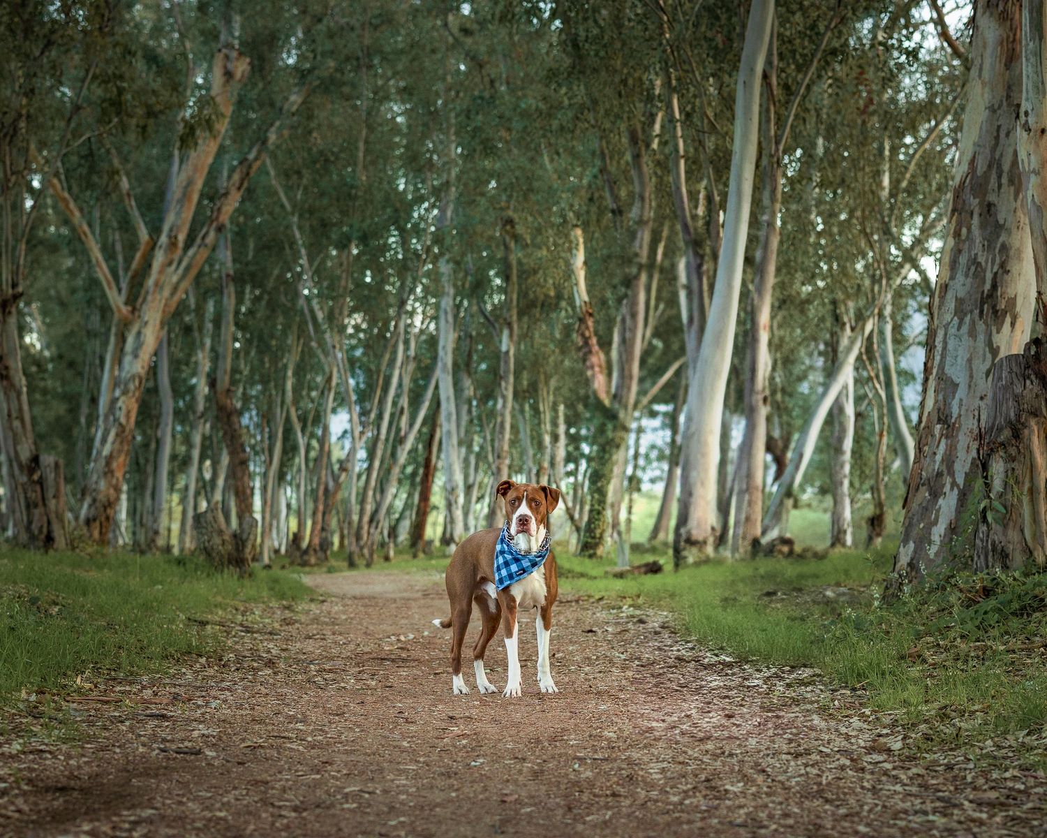 A dog and their companion walk along a serene dirt path through a eucalyptus grove on a sunny afternoon.