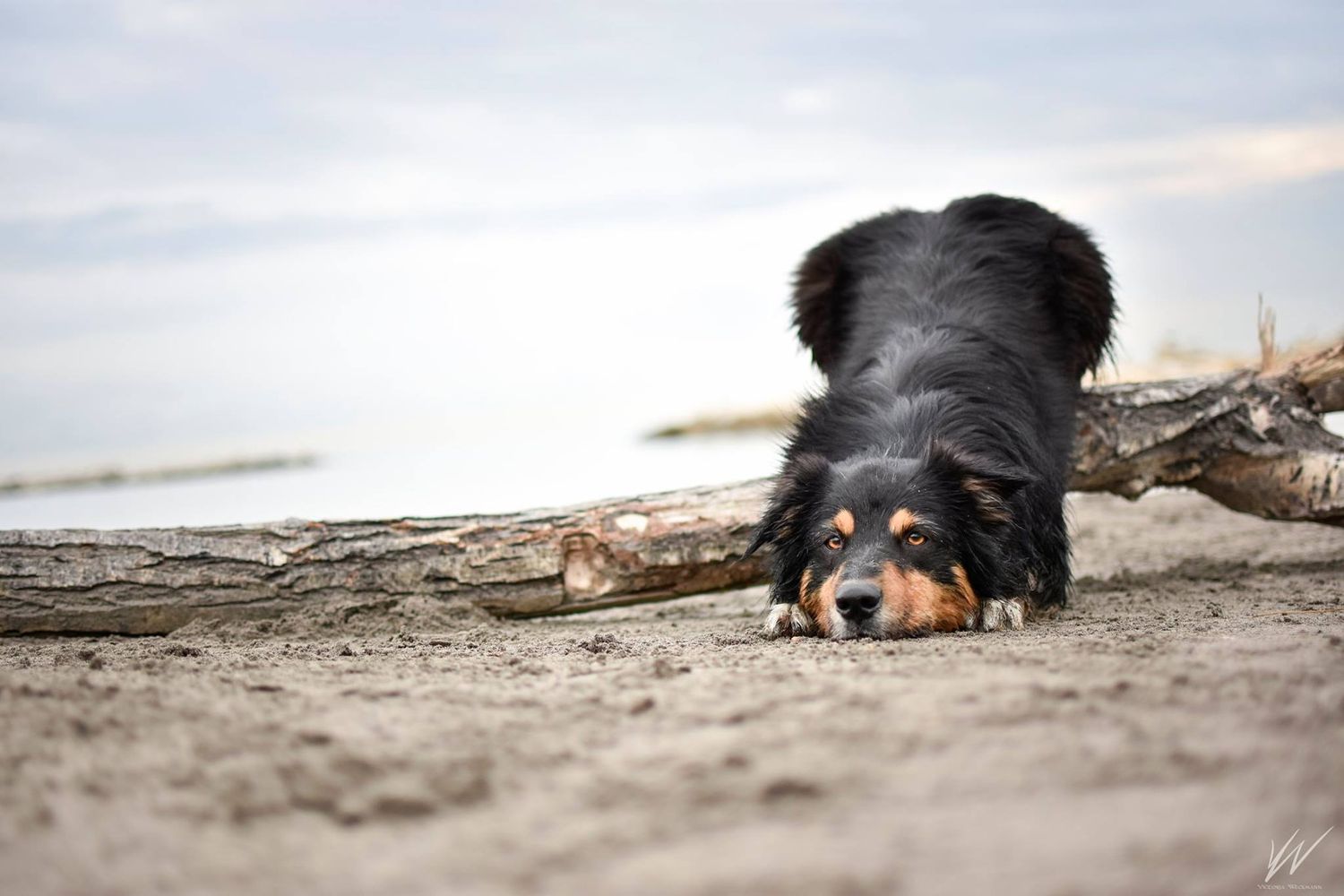 .photographie canine