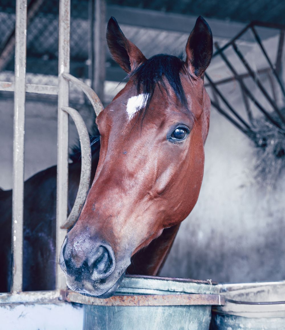 Close up portrait of a bay horse with white blaze looking over stable door.