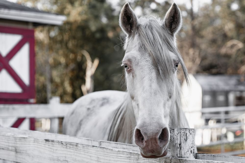 White horse peering over a wooden fence on a farm with red barn in background.