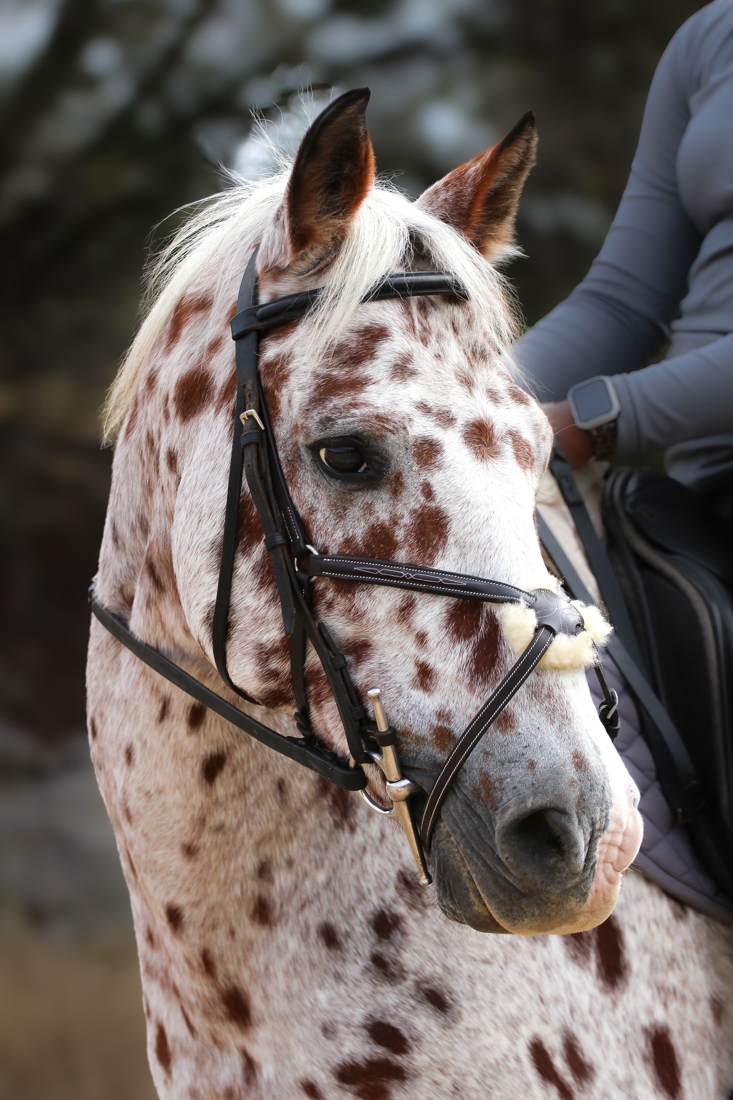 Spotted pony with rider in an English bridle during an equestrian hunter jumper event.
