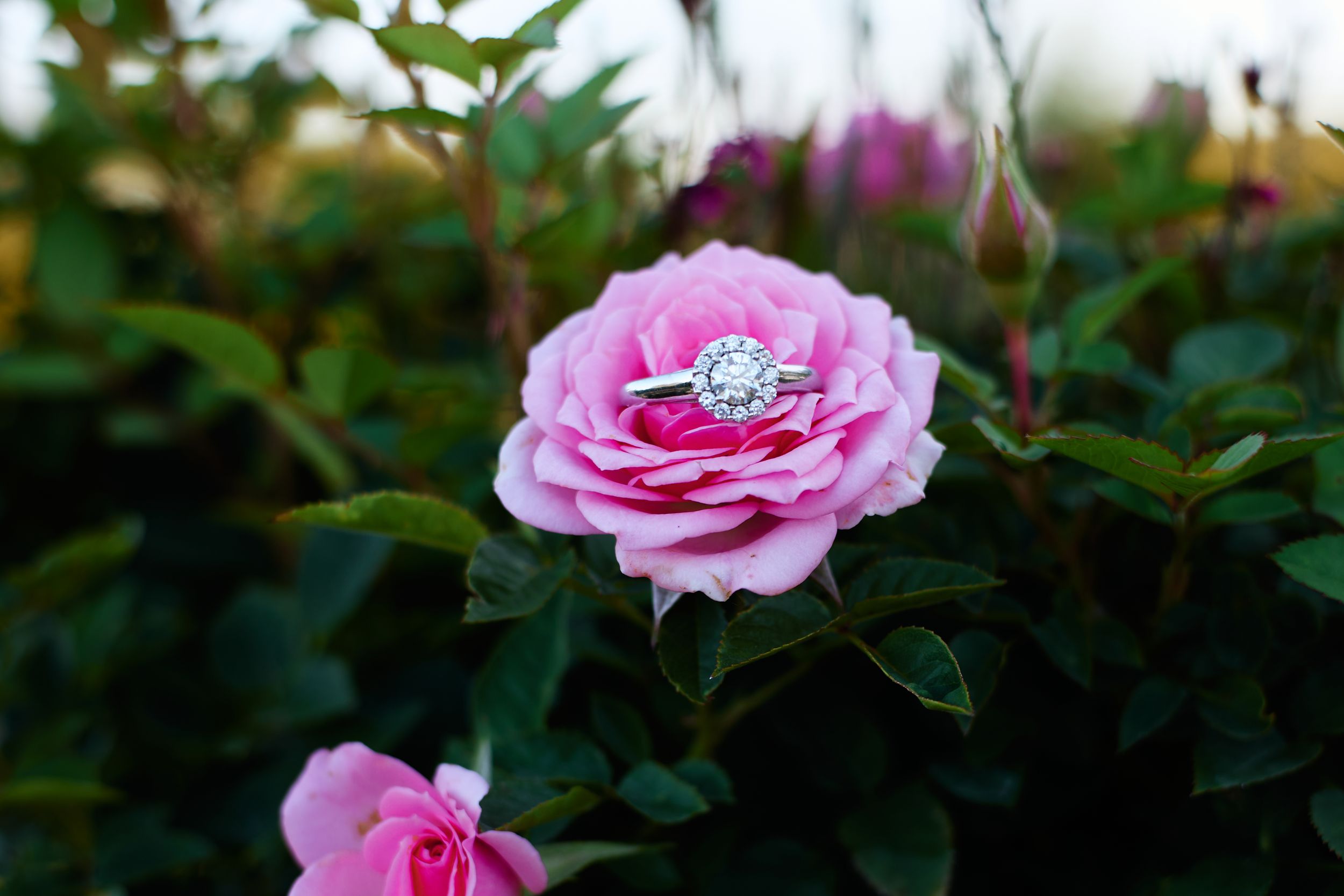 A pink rose in full bloom with a diamond ring nestled in its petals against a dark green garden background.