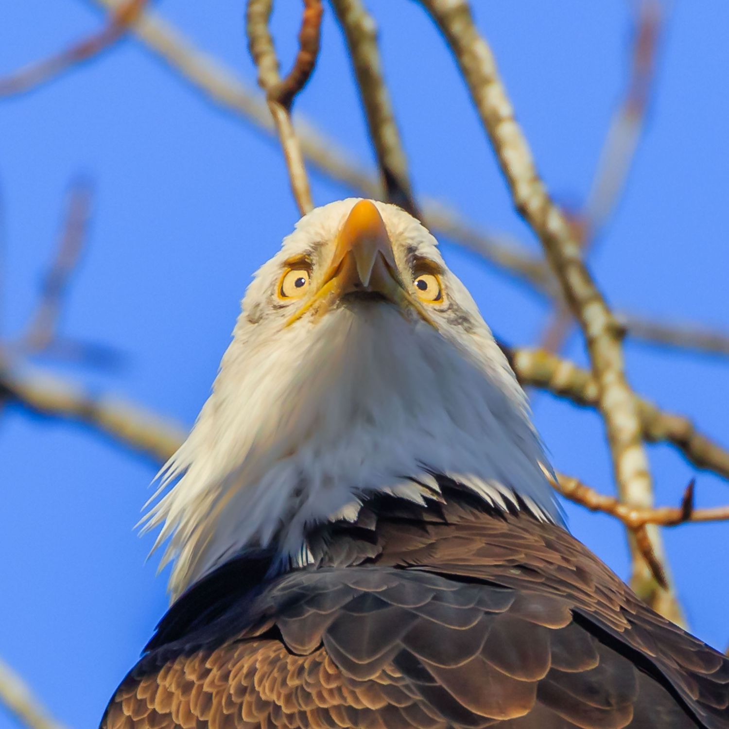 Bald Eagle