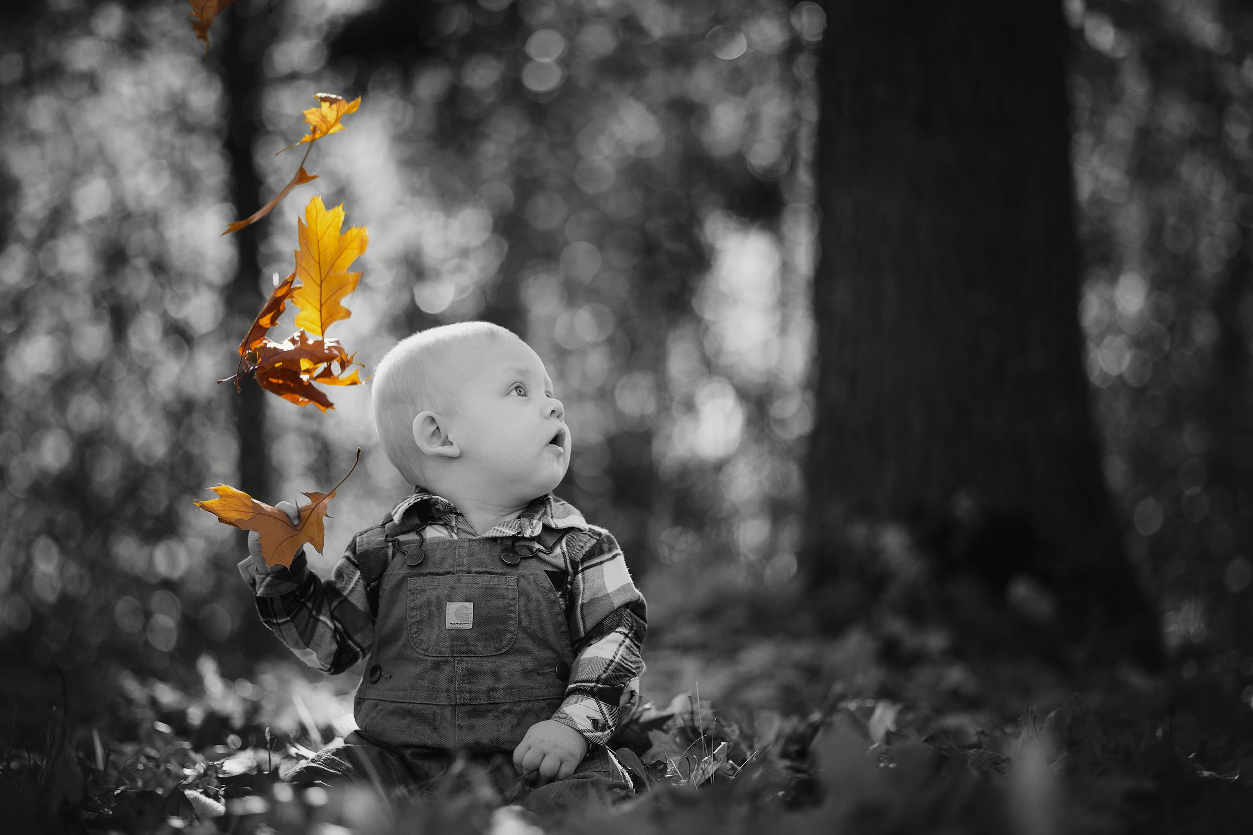 A black and white autumn forest scene with orange leaves falling and a small figure in monochromatic tones.