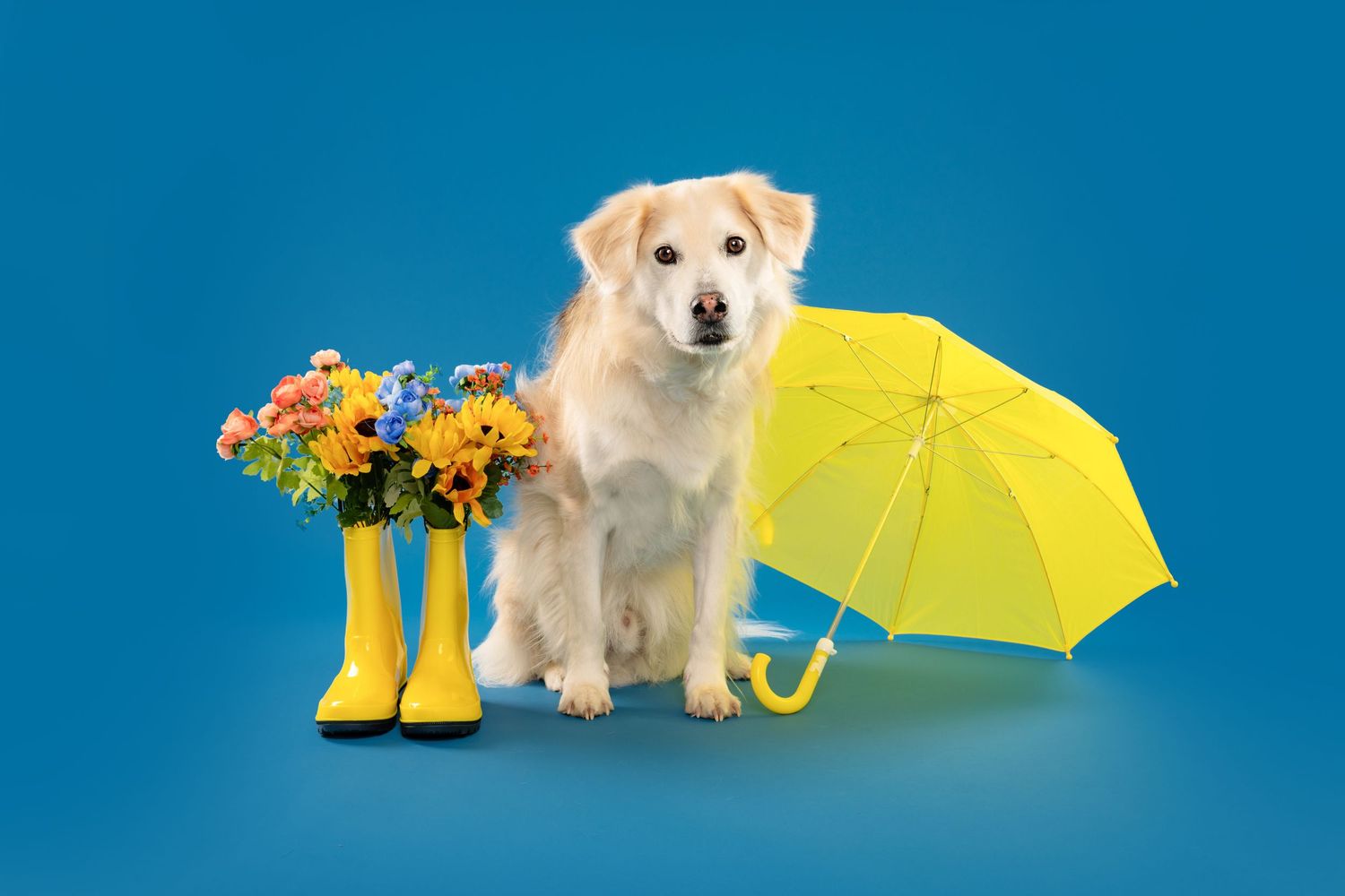 A fluffy dog sits between yellow rain boots with flowers and a yellow umbrella on a blue background.