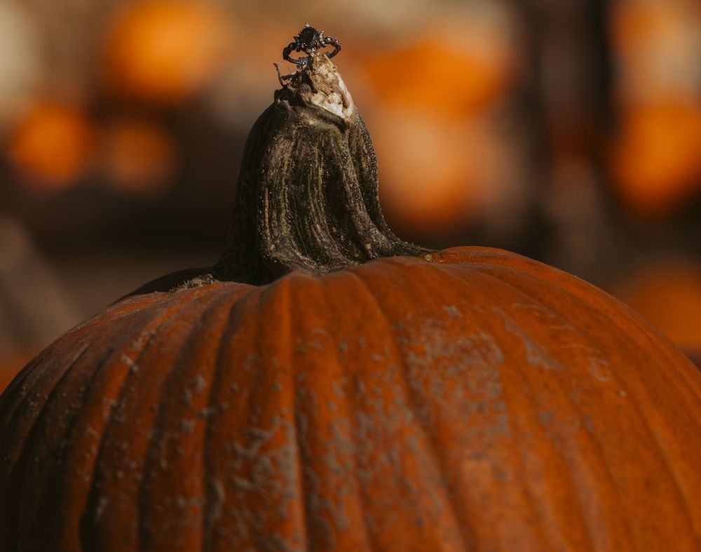 Close-up of a large orange pumpkin with a textured stem, set against a blurred pumpkin patch background.