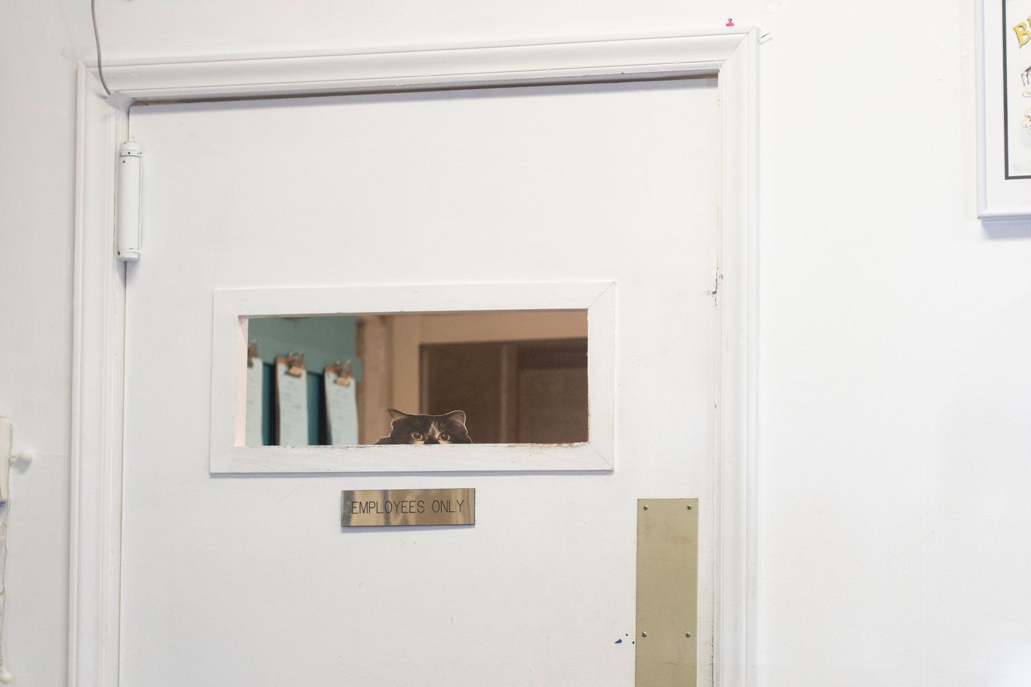 White institutional door with rectangular window revealing a cat sitting on a shelf inside a room.