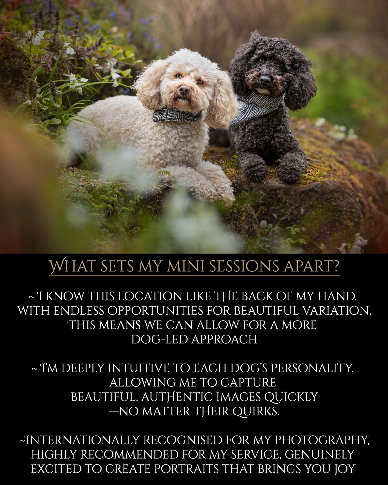 mini photography cheshire dogs