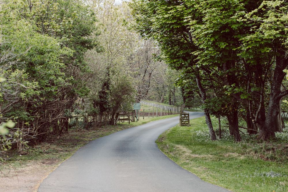 A scenic tree-lined path winds through a lush green forest with dappled sunlight filtering through the canopy.
