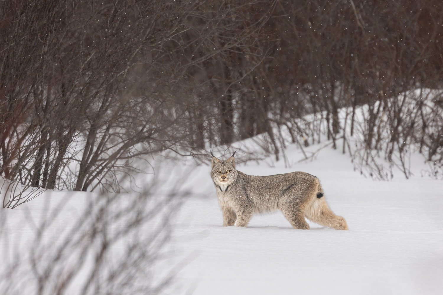 A lynx walks through deep snow in a winter forest landscape during a snowy day.
