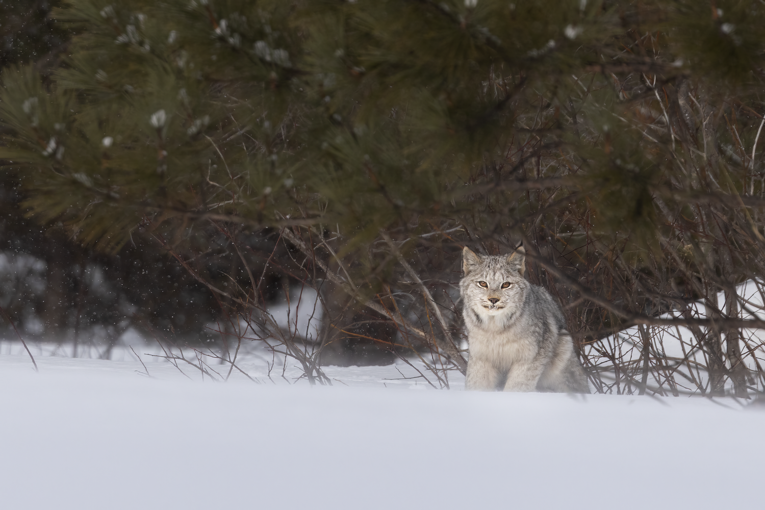 A majestic lynx sits in deep winter snow in a forest setting, showcasing its thick winter coat.