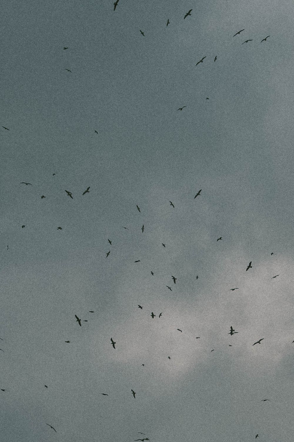A large flock of birds flying against a moody overcast gray sky, scattered across the frame in various directions.