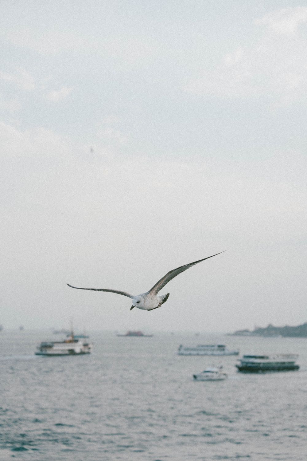 Une mouette plane gracieusement au-dessus d'un port brumeux avec des bateaux flottant sur des eaux calmes bleu-gris en dessous.