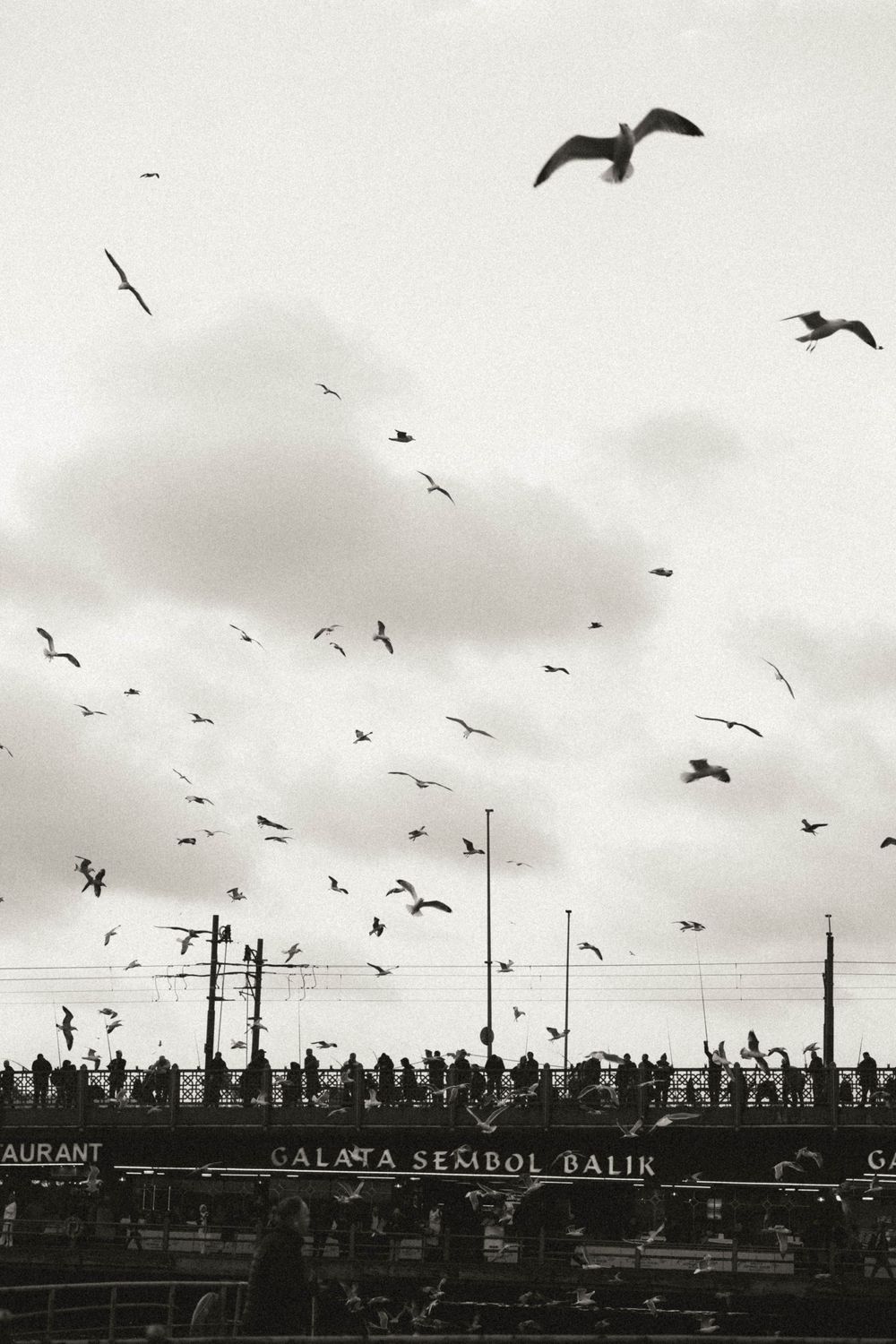 Black and white photo of seagulls flying over Galata Sembol Balik restaurant bridge in Istanbul, Turkey.