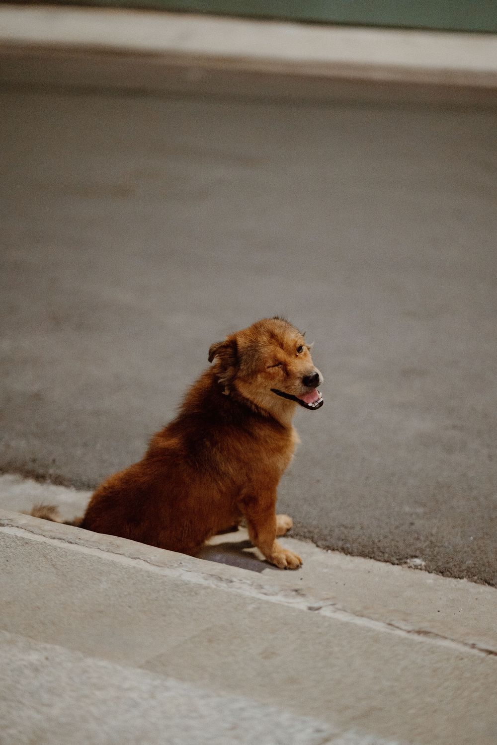 A fluffy brown dog sitting on a concrete sidewalk curb, looking to the side with its mouth open.