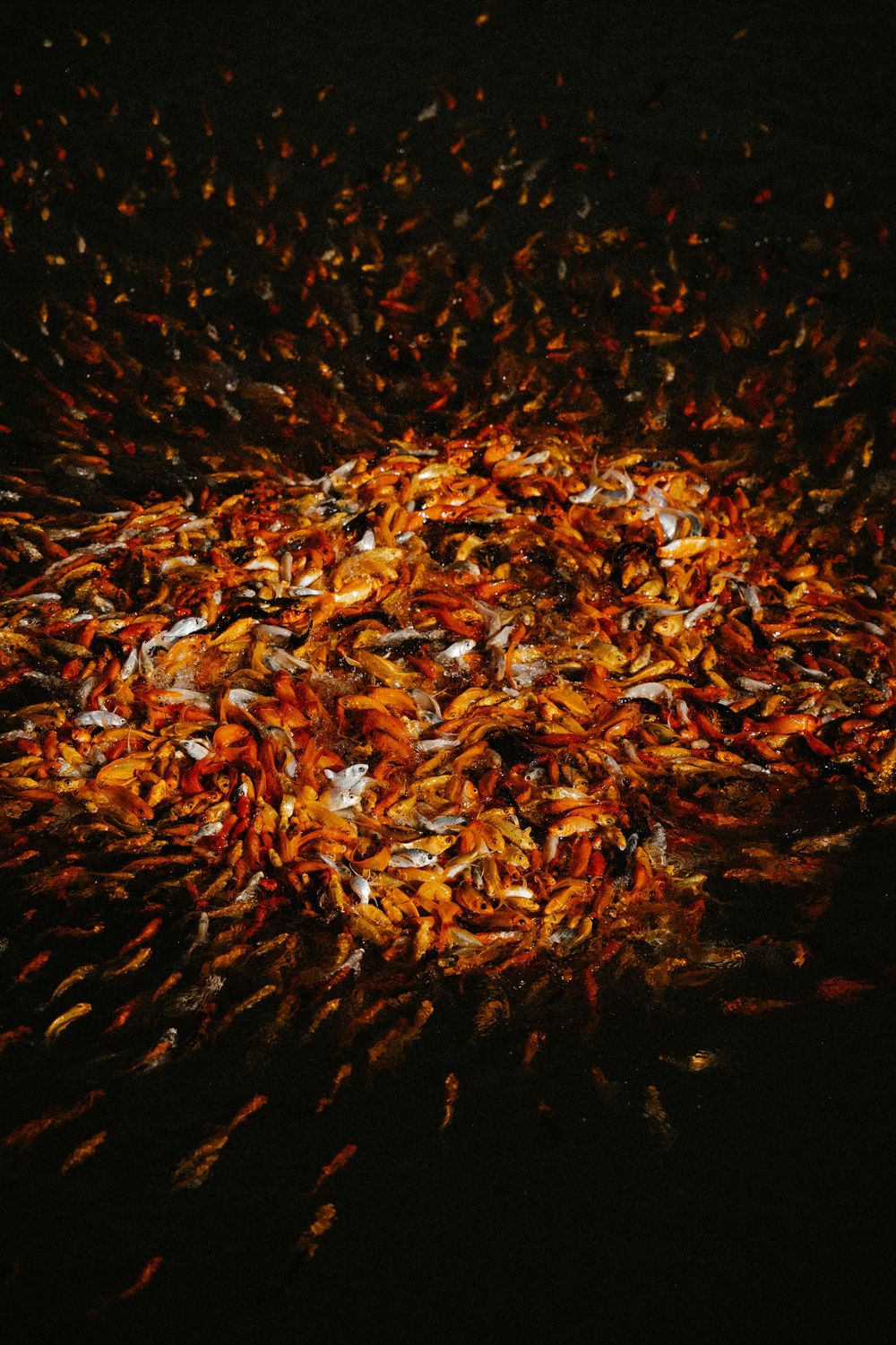 A dense swarm of orange and red goldfish clustered together in dark water, creating a vivid glowing mass.