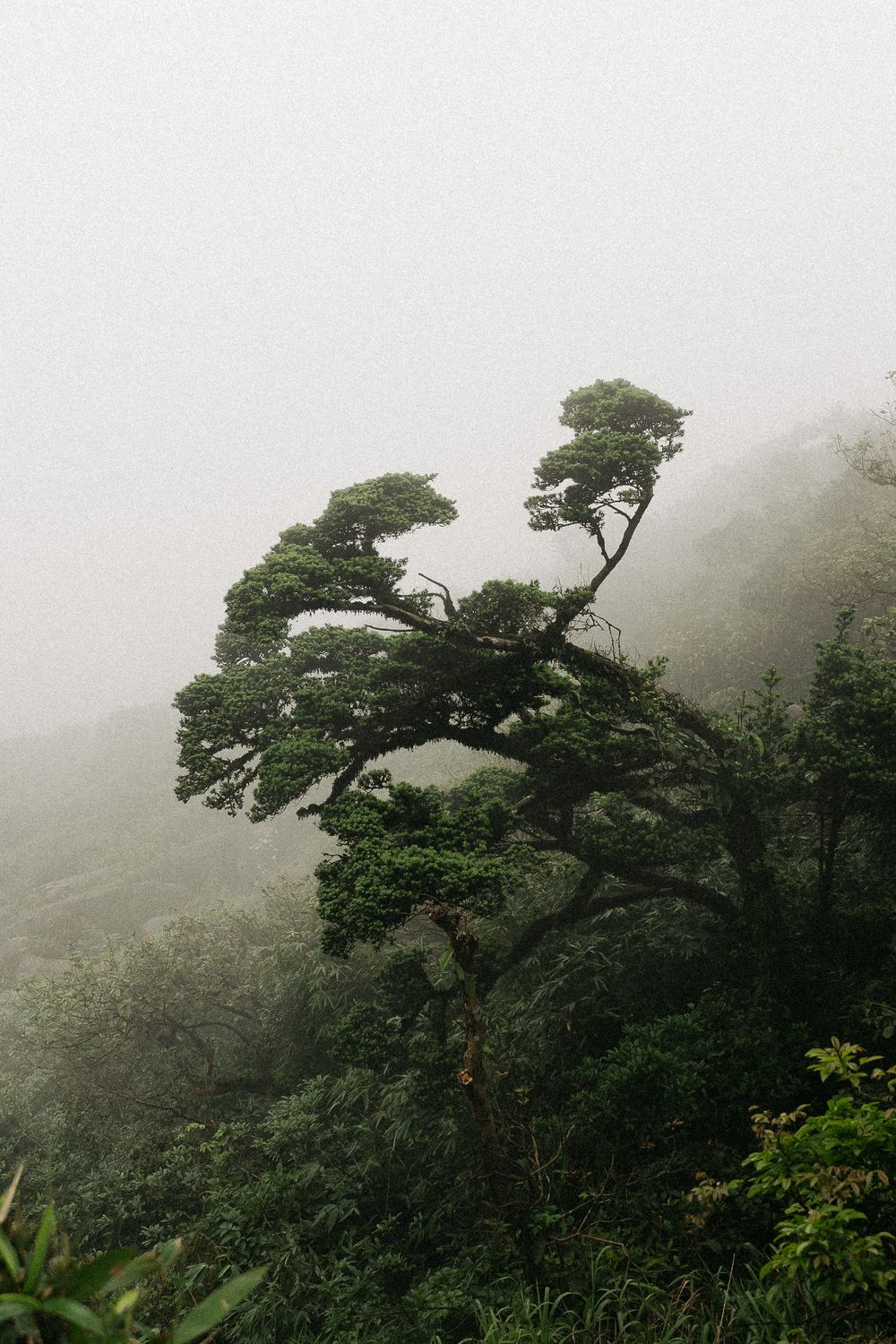Misty rainforest landscape with a windswept tree emerging through fog on a lush green mountain slope.