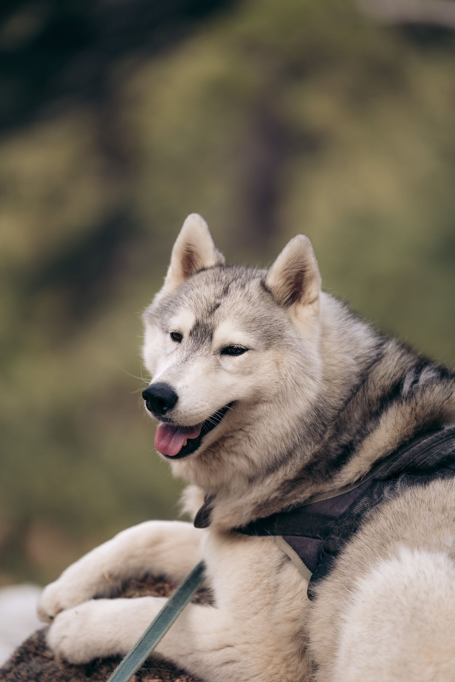 husky chien en randonnée en corse