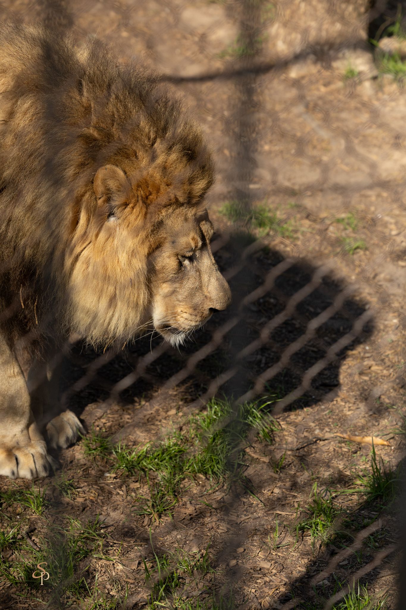 A majestic male lion with thick mane stands on dusty ground with shadows from fence bars falling across the scene.