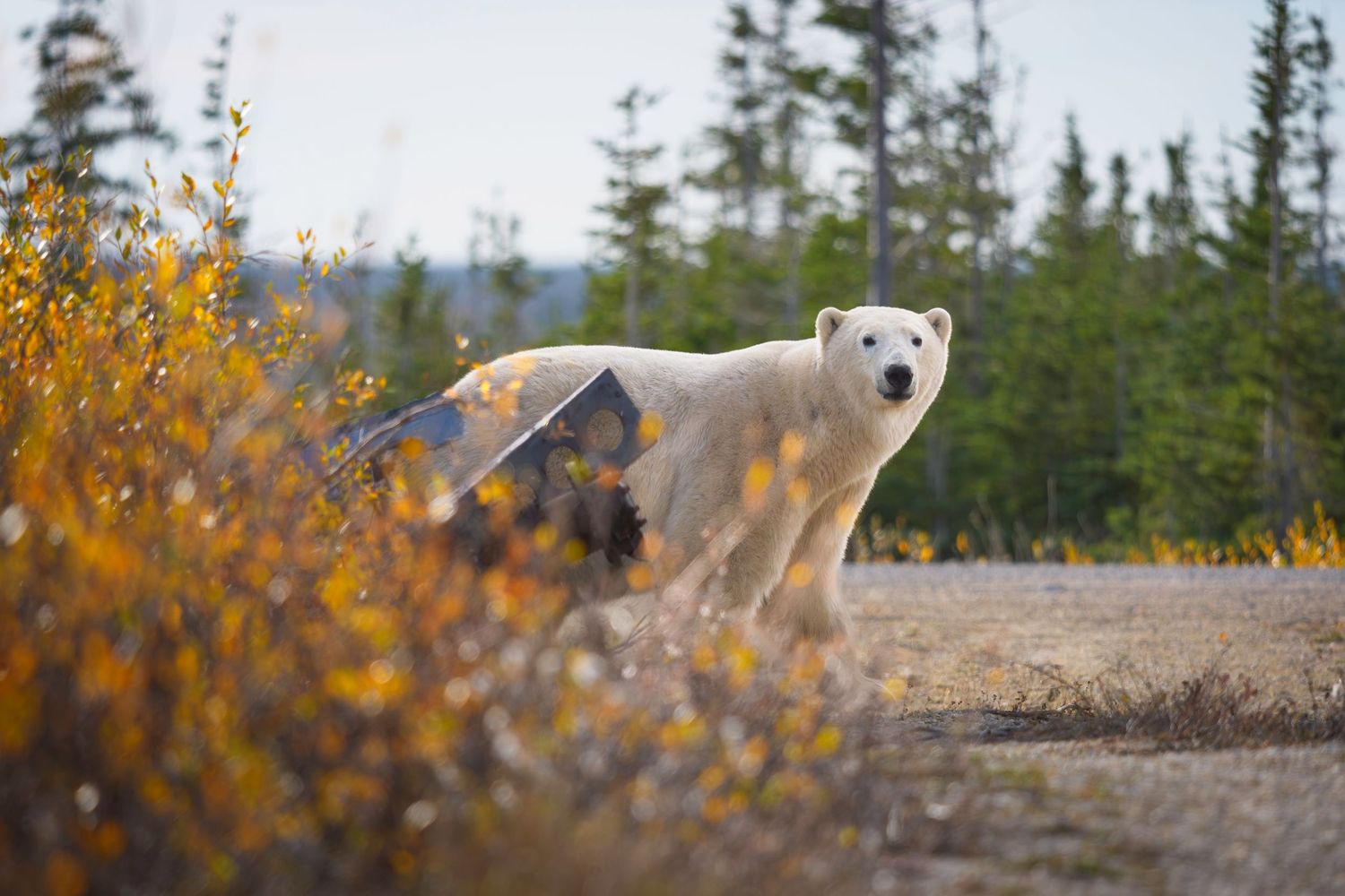 A polar bear sits alone on an ice floe in the vast Arctic landscape.