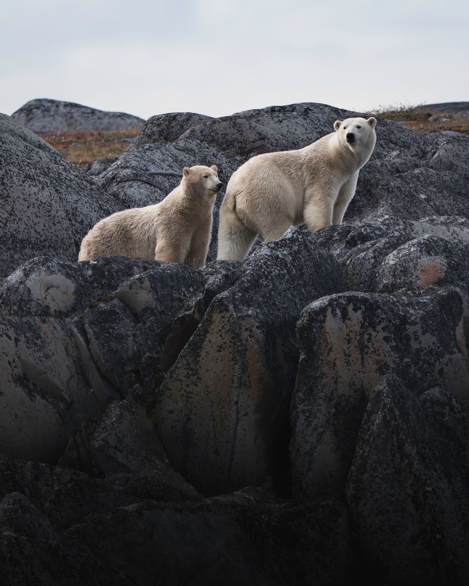 Two polar bears perched on dark rocky cliffs against an overcast sky in a dramatic Arctic landscape.