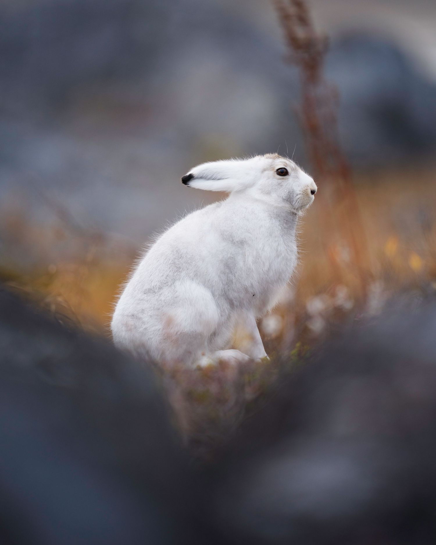 A white Arctic hare sits alert in a natural setting with blurred autumn colors in the background.