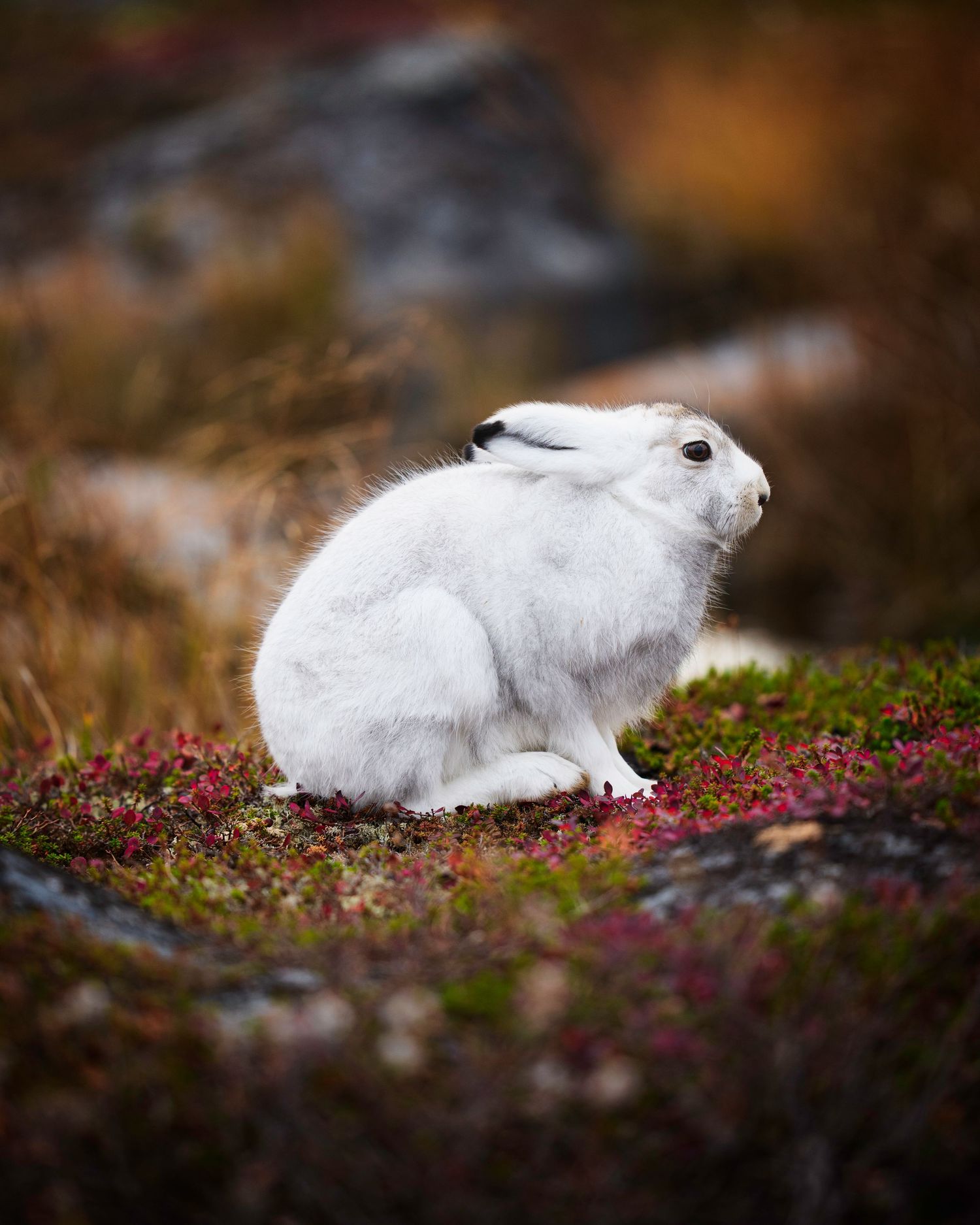 A fluffy white Arctic hare sits on mossy ground with pink wildflowers in a blurred autumn setting.