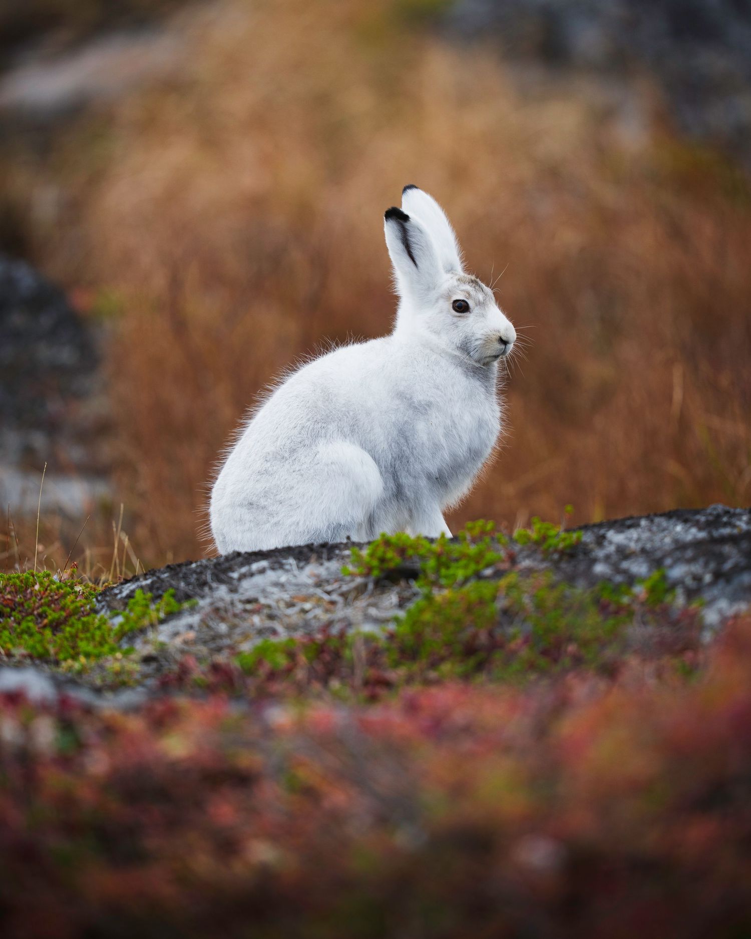 An Arctic hare with white fur sits alert on mossy ground surrounded by autumn foliage in soft focus.